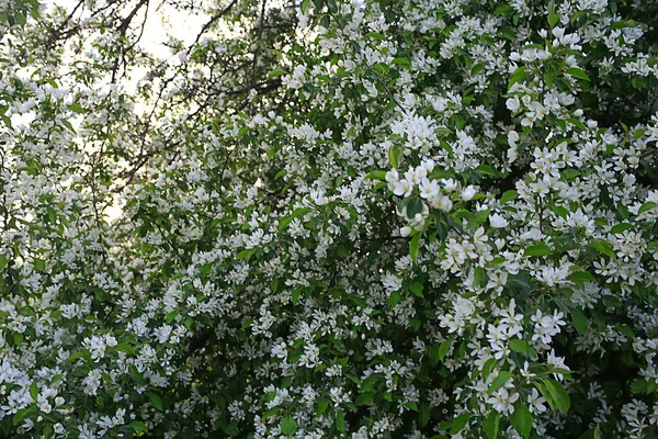 Paysage Abstrait Dans Jardin Pommes Printemps Beau Fond Saisonnier — Photo