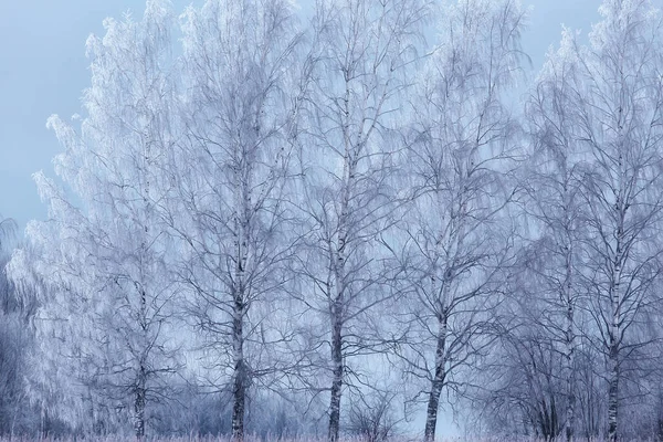 冬枝阴郁白雪背景质感12月自然降雪在森林里 — 图库照片