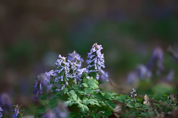 Wilde Blaue Frühlingsblumen Wildblumen Kleine Blumen Verschwommener Abstrakter Hintergrund Viele — Stockfoto