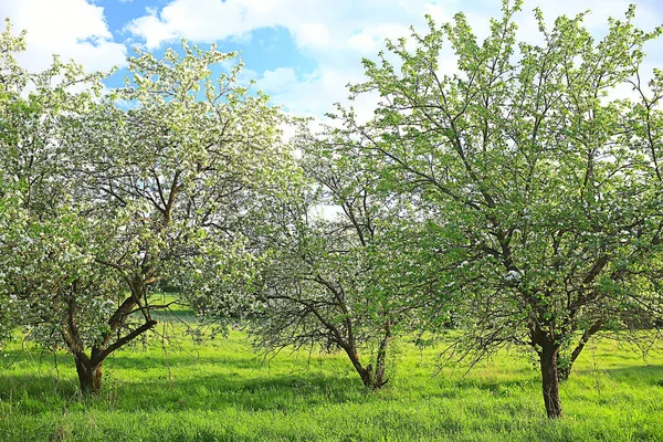 春のりんご園の抽象的な風景美しい季節背景 — ストック写真