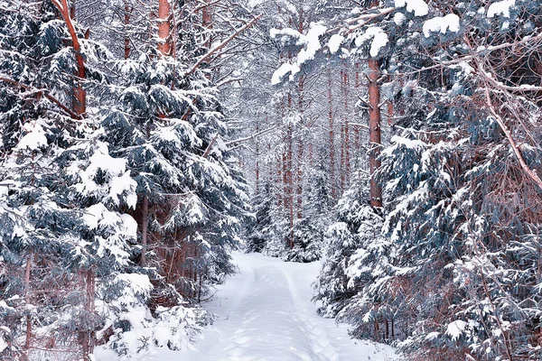 travel to canada winter forest landscape, seasonal view, panorama in the forest covered with snow