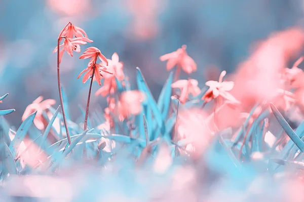 Small Pink Spring Flowers Background Abstract View Spring Garden Nature — Stock Photo, Image