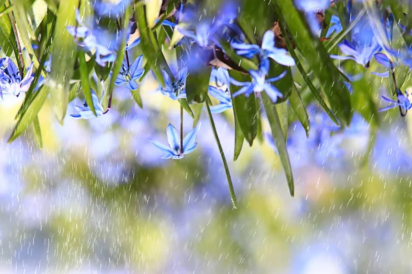 Spring Flowers Rain Drops Abstract Blurred Background Flowers Fresh Rain — Stock Photo, Image