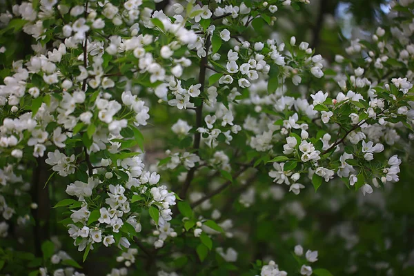 Abstrait Fleurs Pommier Fond Printemps Fond Flou Branches Avec Fleur — Photo