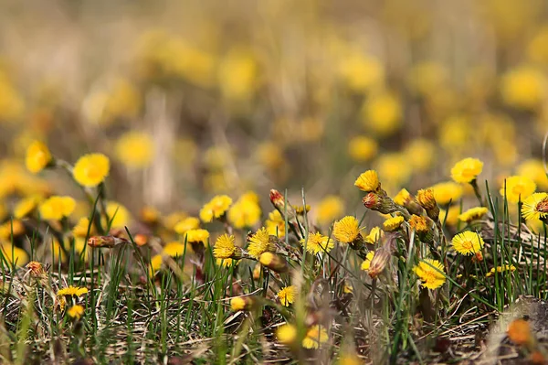 Мама Мачеха Желтые Цветы Весенний Фон Абстрактный Весенний Фон Дикими — стоковое фото