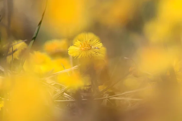 Mutter Und Stiefmutter Gelbe Blumen Frühling Hintergrund Abstrakte Frühling Hintergrund — Stockfoto