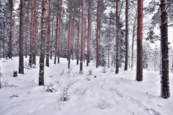 Hiver Dans Paysage Pinèdes Arbres Couverts Neige Janvier Dans Une — Photo