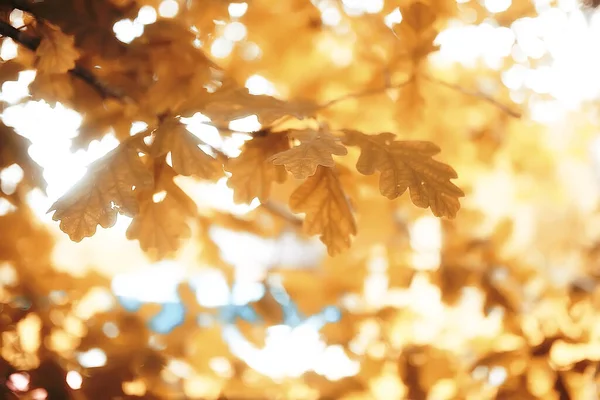 Autumn Yellow Park Background Abstract Blurred View Yellow Trees Leaves — Stock Photo, Image