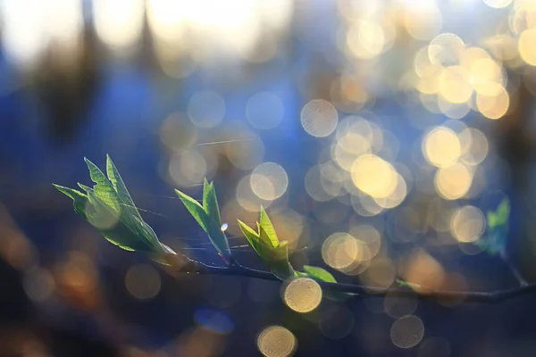 Abstraktní Slunečný Den Pozadí Jarním Lese Větve Poupaty Mladé Listy — Stock fotografie