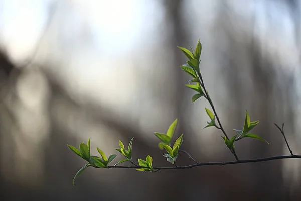 小绿叶和芽的分枝 季节背景 森林中四月的行军景观 — 图库照片