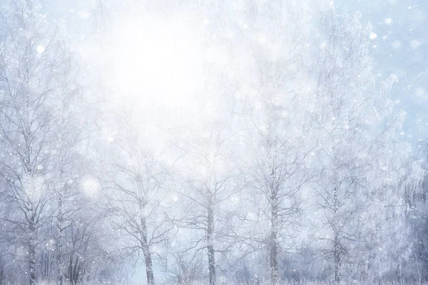 Abstract Sneeuwval Bos Achtergrond Witte Sneeuwvlokken Vallen Het Bos Landschap — Stockfoto