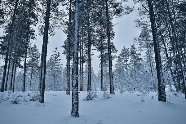 winter branches gloomy day snow background texture december nature snowfall in the forest