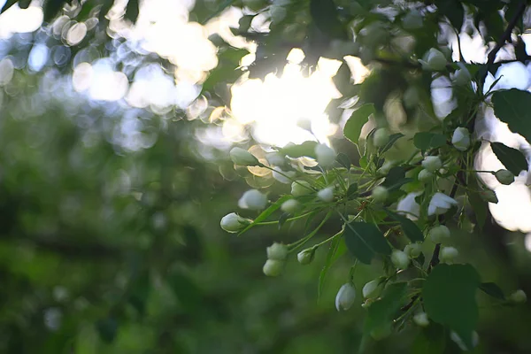 Abstrakte Apfelbaum Blumen Hintergrund Frühling Verschwommen Hintergrund Äste Mit Blüte — Stockfoto
