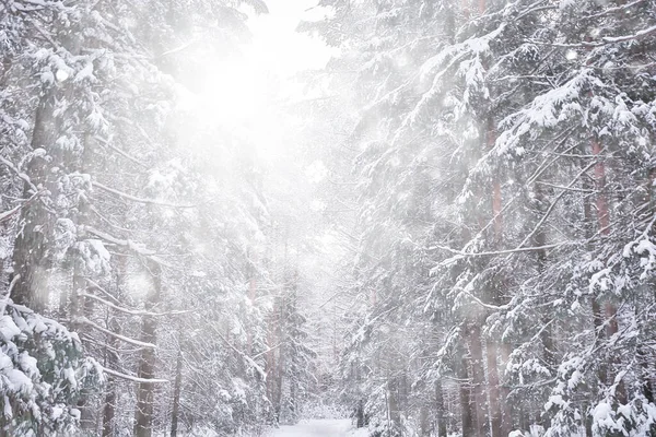 Abstrato Snowfall Floresta Fundo Flocos Neve Brancos Cair Paisagem Floresta — Fotografia de Stock