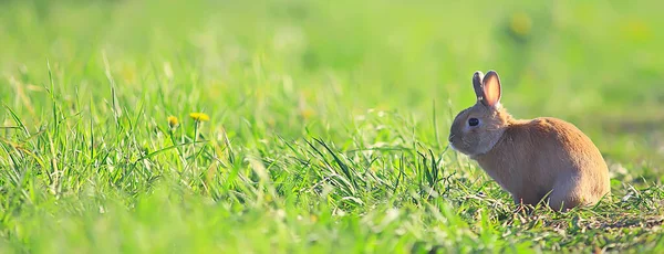 Frühlingskaninchen Einem Grünen Feld Ostersymbol Schöner April Osterhintergrund — Stockfoto