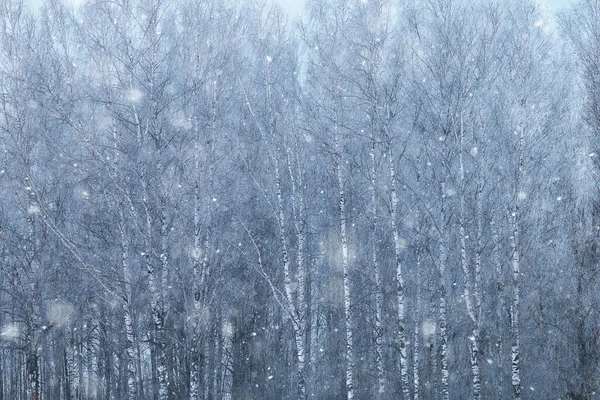 Soyut Kar Ormanı Arka Planı Orman Manzarasına Beyaz Kar Taneleri — Stok fotoğraf