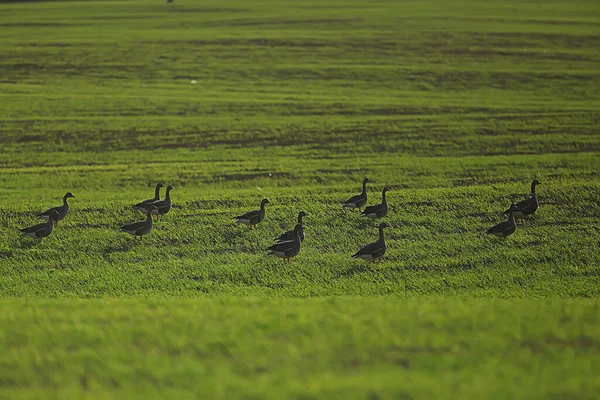 Gansos Aves Migratorias Primavera Campo Paisaje Primavera Fondo — Foto de Stock