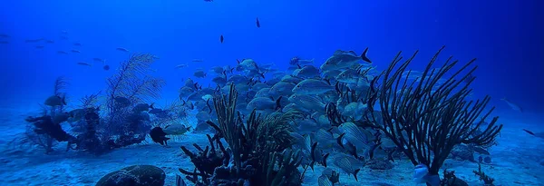 Escola Peixes Foto Subaquática Golfo México Cancún Recursos Pesca Biológica — Fotografia de Stock