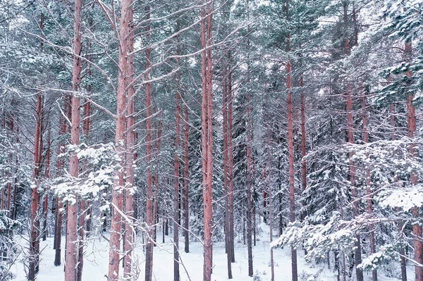 Zimní Ráno Borovicové Lesní Krajině Panoramatický Výhled Jasně Zasněžený Les — Stock fotografie