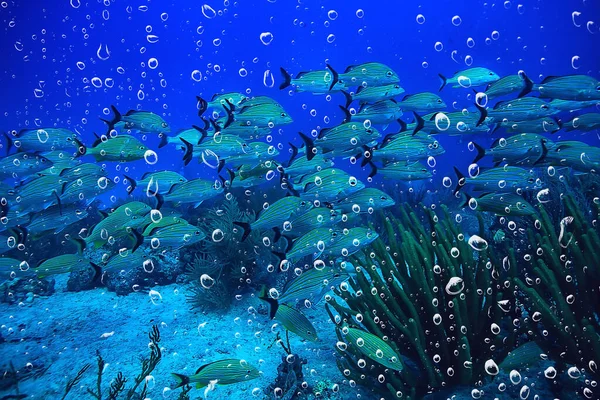 School Fish Underwater Photo Gulf Mexico Cancun Bio Fishing Resources — Stock Photo, Image