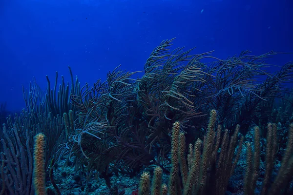 Coral Reef Underwater Landscape Lagoon Warm Sea View Water Ecosystem — Stock Photo, Image