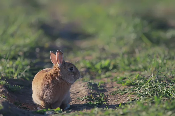 Frühlingskaninchen Einem Grünen Feld Ostersymbol Schöner April Osterhintergrund — Stockfoto