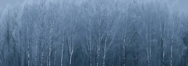 Panorama Winter Forest Landscape Snow Abstract Seasonal View Taiga Trees — Stock Photo, Image