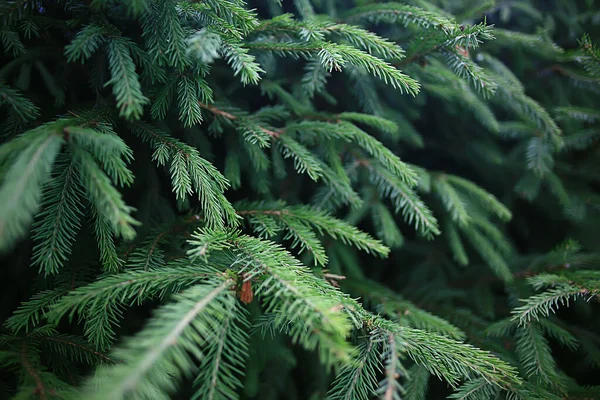 緑のトウヒの枝背景抽象 — ストック写真