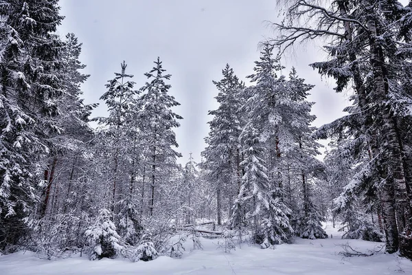 travel to canada winter forest landscape, seasonal view, panorama in the forest covered with snow