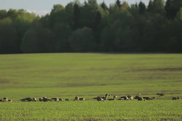 Liba Tavasz Vonuló Madarak Területen Tavaszi Táj Háttér Stock Kép