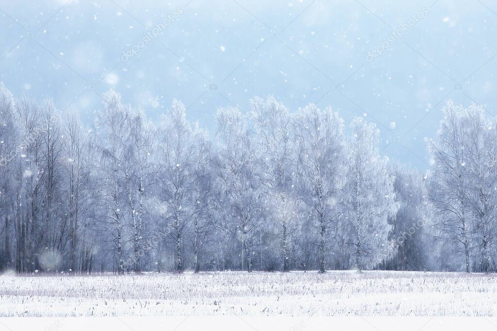 panorama winter forest landscape snow, abstract seasonal view of taiga, trees covered with snow