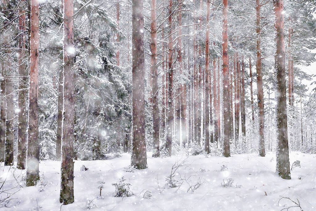 winter morning in a pine forest landscape, panoramic view of a bright snowy forest