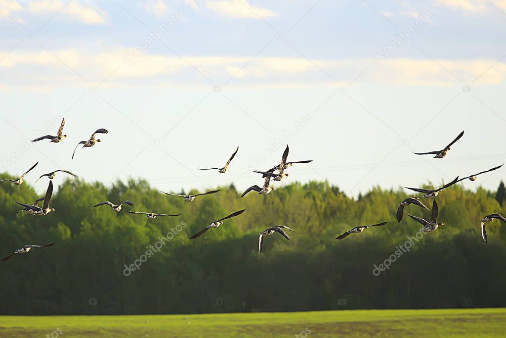 geese spring migratory birds in the field, spring landscape background