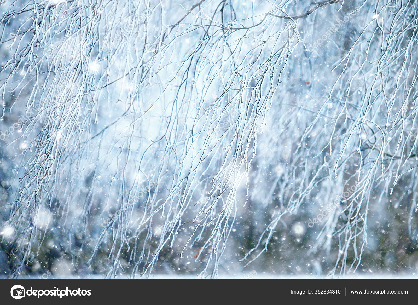 冬枝阴郁白雪背景质感12月自然降雪在森林里 图库照片 C Xload