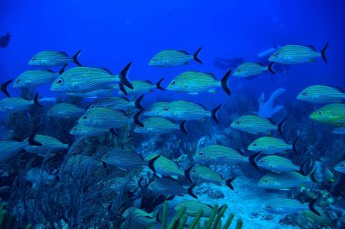 Balık sualtı fotoğrafı, Meksika Körfezi, Cancun, biyolojik balıkçılık kaynakları.