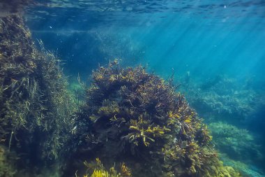 Su altı resifleri, yosunlar, deniz kuzeyi, soğuk deniz ekosistemi manzarası.