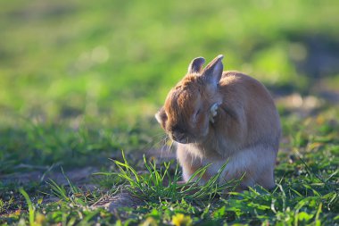 Yeşil bir tarlada bahar tavşanı, Paskalya sembolü, güzel bir Nisan Paskalya arkaplanı.