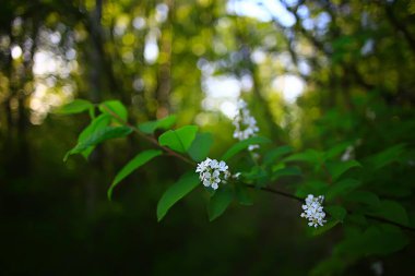 Genç yeşil yaprak ve tomurcuklardan oluşan dallar, mevsimlik arka plan, nisan ayı orman manzarası