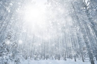 Soyut kar ormanı arka planı, orman manzarasına beyaz kar taneleri düşüyor, Noel arkaplanı.
