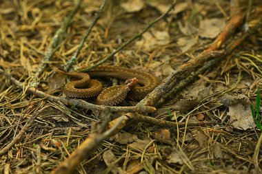 Zehirli tehlikeli yılan, vahşi yılan, Rusya bataklığı