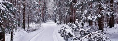 Panorama kış ormanı karları, soyut mevsimsel tayga manzarası, karla kaplı ağaçlar.