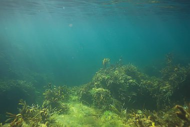 Su altı resifleri, yosunlar, deniz kuzeyi, soğuk deniz ekosistemi manzarası.