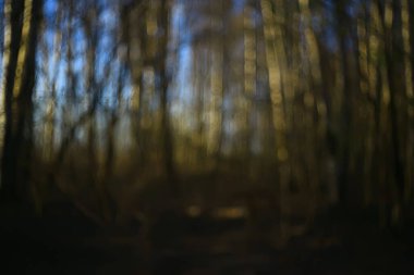 bahar bokeh soyut bulanık arkaplan, güneş ışıltısı arkaplan