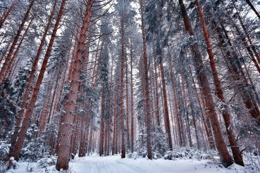 Kanada kış ormanlarına seyahat, mevsimlik manzara, ormandaki karla kaplı manzara.