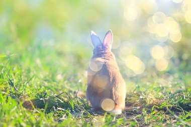 Yeşil bir tarlada bahar tavşanı, Paskalya sembolü, güzel bir Nisan Paskalya arkaplanı.