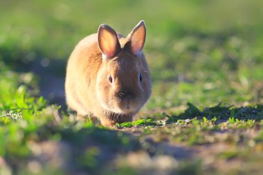 Yeşil bir tarlada bahar tavşanı, Paskalya sembolü, güzel bir Nisan Paskalya arkaplanı.