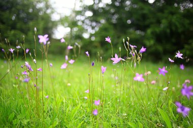 Vahşi mavi bahar çiçekleri, kır çiçekleri küçük çiçekler, bulanık arka plan bir sürü çiçek.