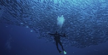 Skuba dalgıcı ve balık sürüsü, balık kasırgası, sualtı görüşlü ekosistem adamı suyun altında