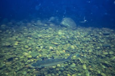 Su altı gölü, tatlı su manzarası temiz su ekosistemi