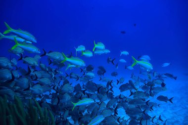 Balık sualtı fotoğrafı, Meksika Körfezi, Cancun, biyolojik balıkçılık kaynakları.